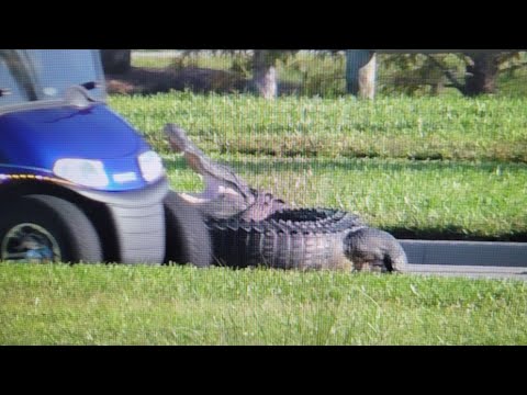 Alligator almost hit by a golf cart in The Villages, Florida