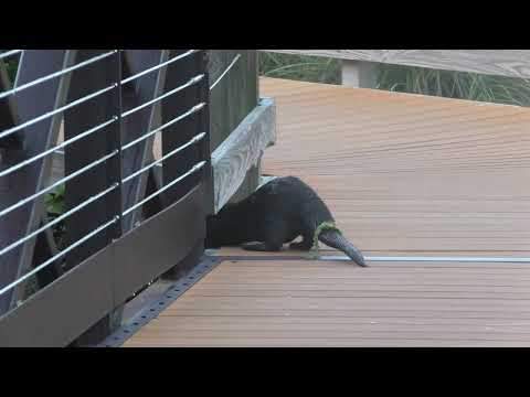 An otter sporting some tail bling in The Villages, Florida