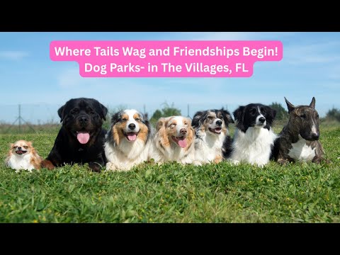 Best Dog Parks in The Villages, FL – A Pawsome Tour!