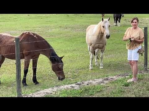 Christine makes horse friends at The Villages Florida