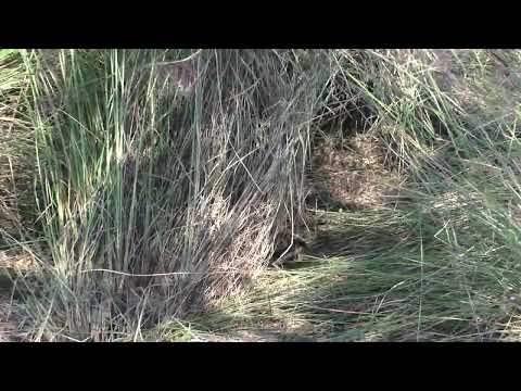 Cottonmouth in ornamental grasses in The Villages, Florida. Don't let your pets near these grasses!