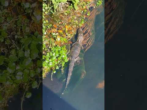 🐊 Baby Alligator Birds and Turtles at Fenney Nature Trail | The Villages Florida #thevillages