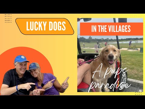 🐾 The Luckiest Dogs Live in The Villages! 🐾