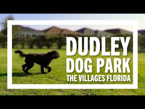 🐾 WOW this is a Big Dog Park! Gridley Visits Dudley Canine Park | The Villages Florida