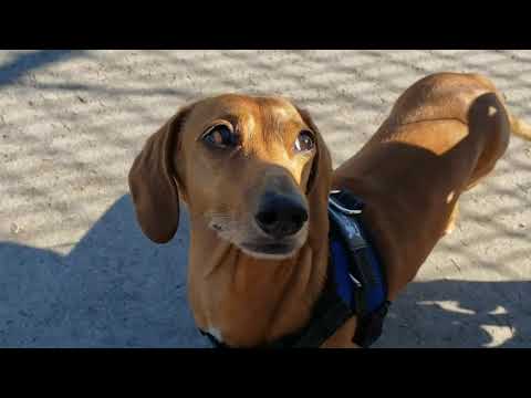 Gizmo goes to The Villages dog parks
