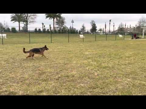 Grand opening of the Homestead Dog Park in The Villages.