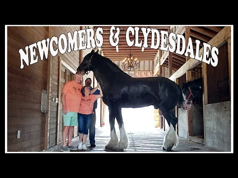 Jerry and Linda and the Amazing Clydesdales
