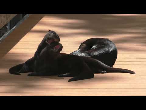 Otter mom and 3 babies grooming, playing, and rolling around in The Villages, Florida