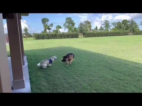 Rupert Dog Park in The Villages