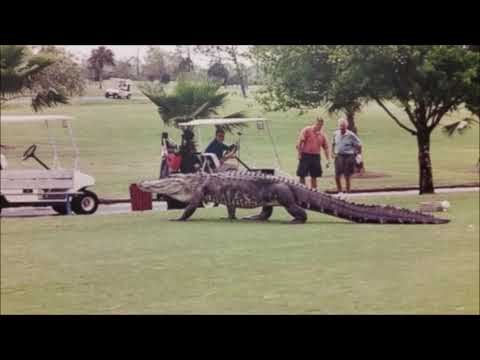 THE VILLAGES – WARNING ABOUT ALLIGATORS