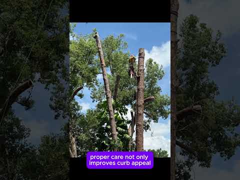 Tree Service in The Villages, FL | Priority Property Services FL